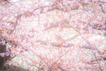 【桜と一緒に記念撮影！入園・入学】